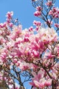 Magnolia tree blossom in springtime. tender pink flowers bathing in sunlight. warm may weather. Blooming magnolia tree in spring, Royalty Free Stock Photo