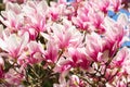 Magnolia tree blossom in springtime. tender pink flowers bathing in sunlight. warm may weather. Blooming magnolia tree in spring, Royalty Free Stock Photo