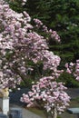 Magnolia tree blossom in springtime. tender pink flowers bathing in sunlight. warm may weather. Blooming magnolia tree in spring, Royalty Free Stock Photo