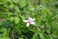 Magnolia tree blossom in springtime. tender pink flowers bathing in sunlight. warm may weather. Blooming magnolia tree in spring, Royalty Free Stock Photo