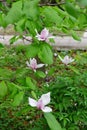 Magnolia tree blossom in springtime. tender pink flowers bathing in sunlight. warm may weather. Blooming magnolia tree in spring, Royalty Free Stock Photo