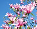 Magnolia tree blossom. Magnolia Susan, pink flowers Royalty Free Stock Photo