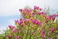 Magnolia tree blossom. Magnolia Susan, pink flowers. Spring flowering Royalty Free Stock Photo