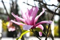 Magnolia tree blossom. Magnolia Susan, pink flowers. Spring flowering Royalty Free Stock Photo