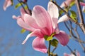 Magnolia tree blossom. Magnolia Susan, pink flowers. Spring flowering against the blue sky Royalty Free Stock Photo