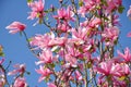 Magnolia tree blossom. Magnolia Susan, pink flowers. Spring flowering against the blue sky Royalty Free Stock Photo