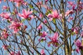 Magnolia tree blossom. Magnolia Susan, pink flowers. Spring flowering against the blue sky Royalty Free Stock Photo