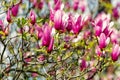 Magnolia tree with blossoming purple flowers Royalty Free Stock Photo
