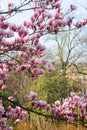 Magnolia tree blossoms in the garden Royalty Free Stock Photo