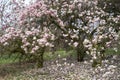 Spring magnolia tree blossoms Royalty Free Stock Photo