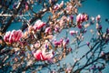 Magnolia tree blossoms in spring