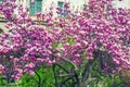 Magnolia tree blossoms in spring Royalty Free Stock Photo