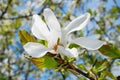 Magnolia tree branch with blossoms Royalty Free Stock Photo