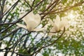 Magnolia tree branch with delicate white flowers close up in garden spring time. Bright blossom blurred bokeh background Royalty Free Stock Photo