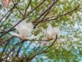 Magnolia tree branch with delicate white flowers close up in garden spring time. Bright blossom blurred bokeh background Royalty Free Stock Photo