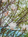 Magnolia tree branch with delicate white flowers close up in garden spring time. Bright blossom blurred bokeh background Royalty Free Stock Photo