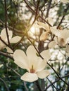 Magnolia tree branch with delicate white flowers close up in garden spring time. Bright blossom blurred bokeh background Royalty Free Stock Photo