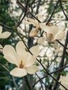 Magnolia tree branch with delicate white flowers close up in garden spring time. Bright blossom blurred bokeh background Royalty Free Stock Photo