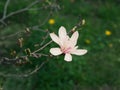 Magnolia tree branch with delicate white flowers close up in garden spring time. Bright blossom blurred bokeh background Royalty Free Stock Photo