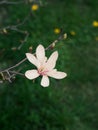 Magnolia tree branch with delicate white flowers close up in garden spring time. Bright blossom blurred bokeh background Royalty Free Stock Photo