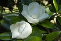 Two large white flowers on a Magnolia tree