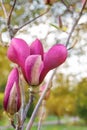 Magnolia tree branch with white purple blooming close up garden spring time, slightly moving blossom on a wind Royalty Free Stock Photo