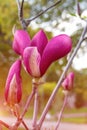 Magnolia tree branch with white purple blooming close up garden spring time, slightly moving blossom on a wind Royalty Free Stock Photo