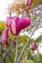 Magnolia tree branch with white purple blooming close up garden spring time, slightly moving blossom on a wind Royalty Free Stock Photo