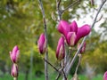 Magnolia tree branch with white purple blooming close up garden spring time, slightly moving blossom on a wind Royalty Free Stock Photo