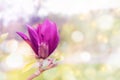 Magnolia tree branch with white purple blooming close up garden spring time, slightly moving blossom on a wind Royalty Free Stock Photo