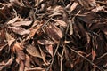 Magnolia Tree Branches with Wilted Brown Leaves