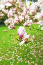 Magnolia tree with delicate blossoms in a garden, narrow focus