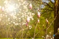 Magnolia tree with flower buds. Flowering in the spring Royalty Free Stock Photo