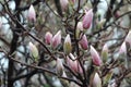 Magnolia Tree Flower Buds after the Rain Royalty Free Stock Photo