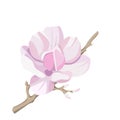 Magnolia-tree flower isolated on white background. Contour silhouette of a flowering branch Royalty Free Stock Photo