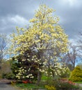 Magnolia tree flower is a large genus of about 210 flowering plant