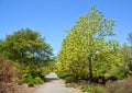 Magnolia tree flower is a large genus of about 210 flowering plant species