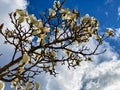 magnolia tree with flowers against a blue sky Royalty Free Stock Photo