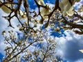 magnolia tree with flowers against a blue sky Royalty Free Stock Photo