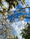 magnolia tree with flowers against a blue sky Royalty Free Stock Photo