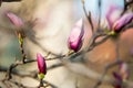 Magnolia tree flowers Royalty Free Stock Photo