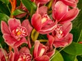 Magnolia tree flowers in blossom