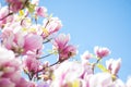 Magnolia tree flowers blossom in spring , blue sky Royalty Free Stock Photo