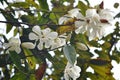 Magnolia tree flowers during spring spring season with mature and bud.