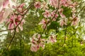 Magnolia Tree