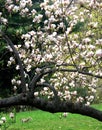 MAGNOLIA TREE WITH FROLICKING SQUIRREL