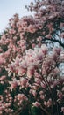 A magnolia tree in full bloom with pink blossoms against a clear sky Royalty Free Stock Photo