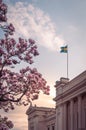 Magnolia tree in full bloom with pink flowers in front of the university building with Swedish flag during sunset in Lund Sweden Royalty Free Stock Photo