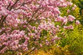 Magnolia tree in full blossom Royalty Free Stock Photo