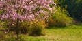 magnolia tree in full blossom Royalty Free Stock Photo